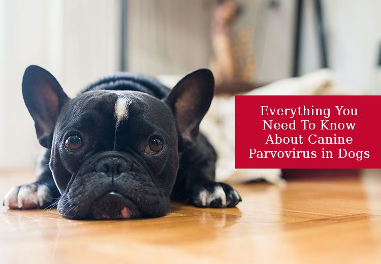 Everything You Need To Know About Canine Parvovirus in Dogs