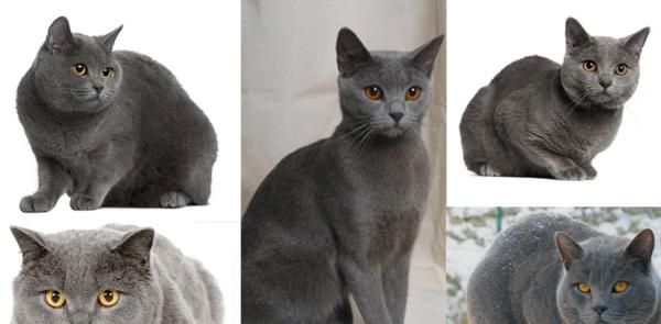 Chartreux cat price range. Where to buy a Chartreux cat or kitten? 