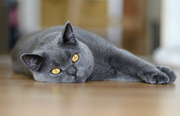 Chartreux cat price range. Where to buy a Chartreux cat or kitten? 