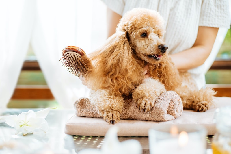 Different Coat, Different Brush: A Guide to Grooming Your Dog