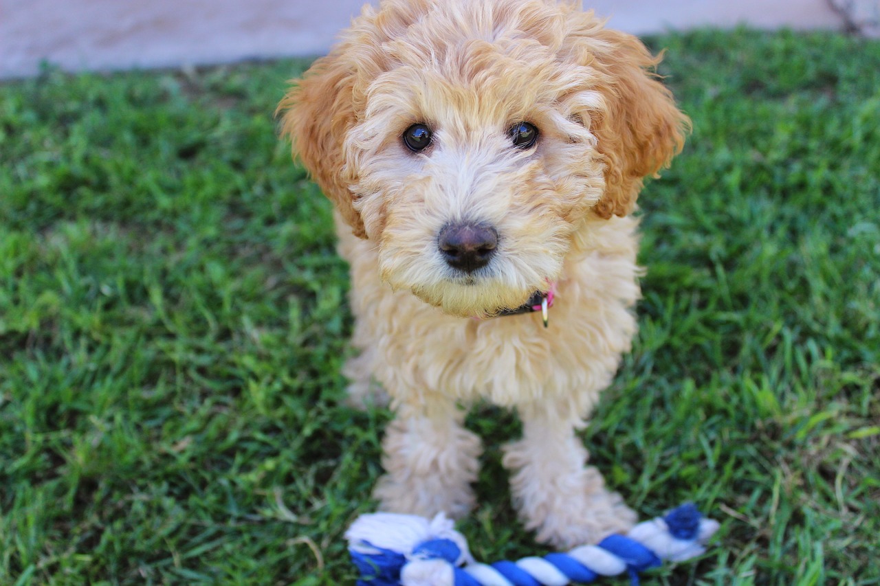 Do Labradoodles Make Good Pets? Why are They so Popular?