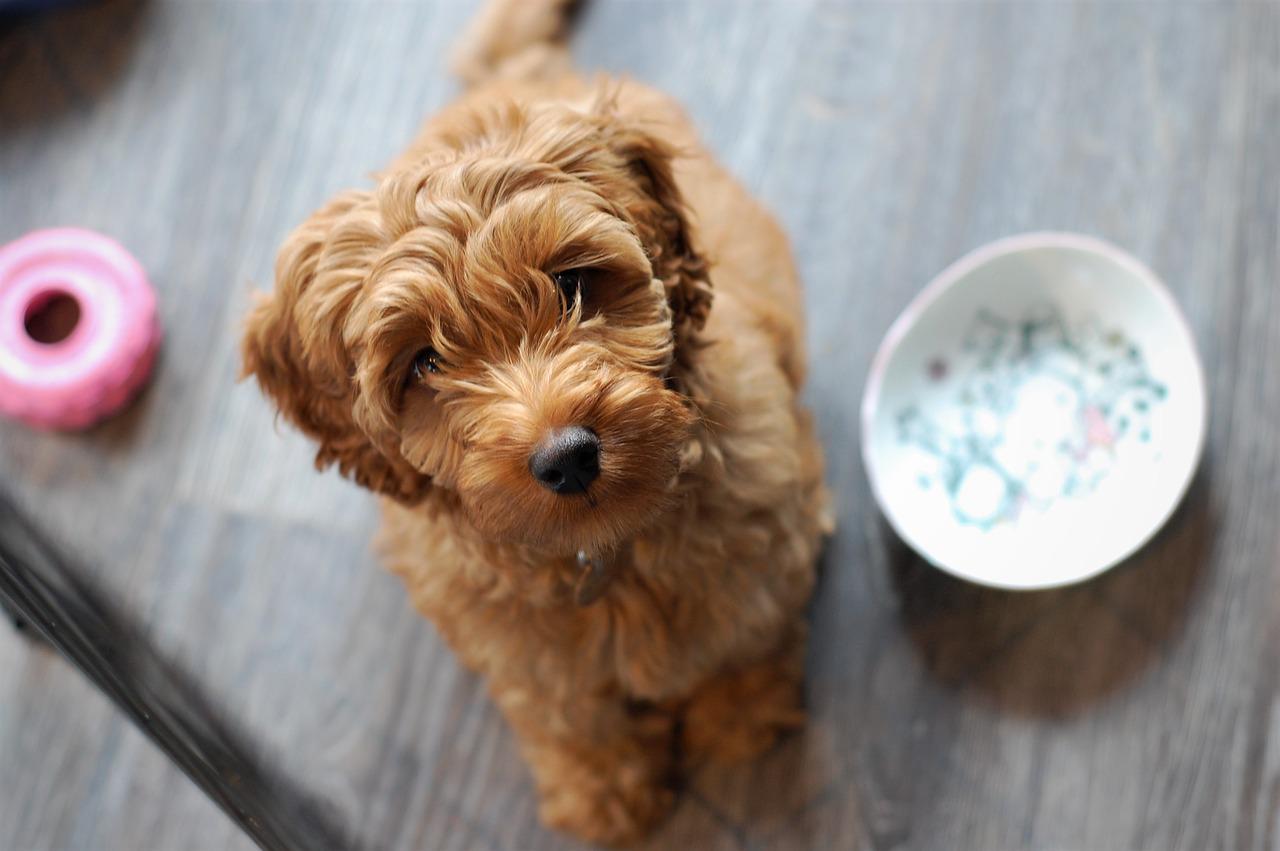 Do Labradoodles Make Good Pets