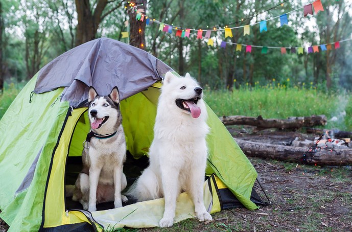 Essential Tips For Outdoor Camping With Your Husky