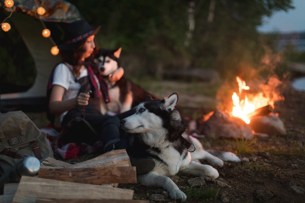 Essential Tips For Outdoor Camping With Your Husky