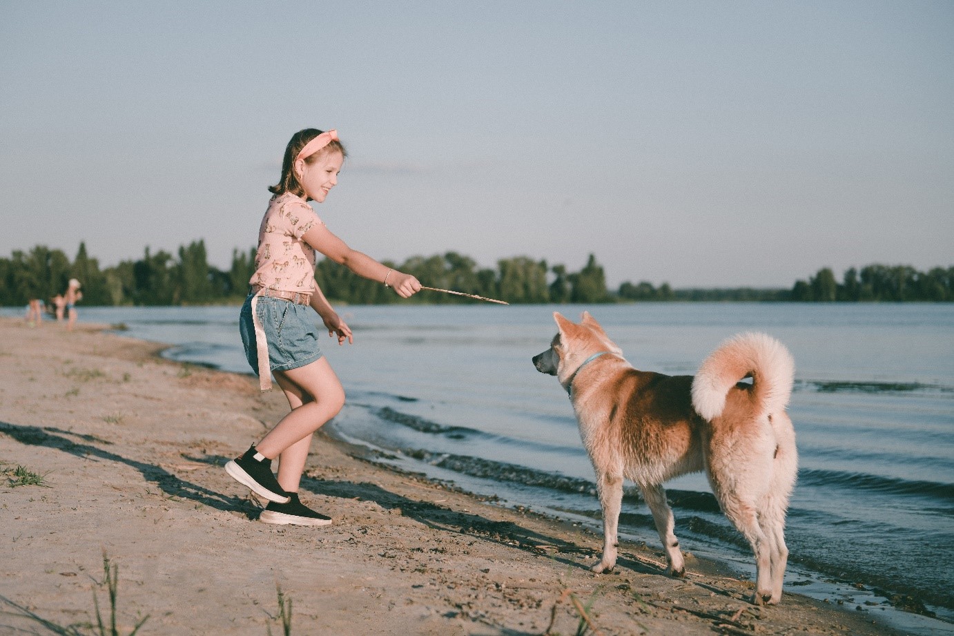 From Japan with Love The Akita Inu Breed