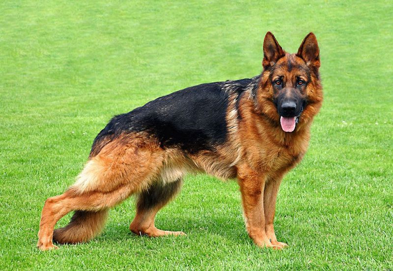 German Shepherd price range. German Shepherd dog puppies for sale price