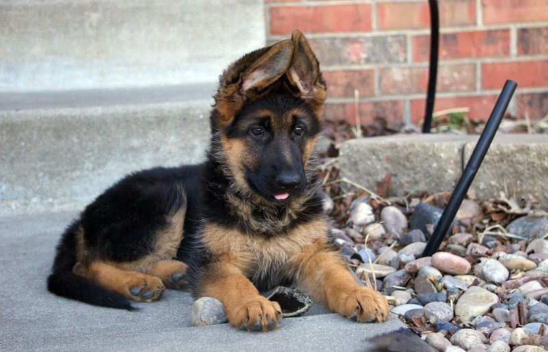 German Shepherd price range. How much are german shepherd puppies