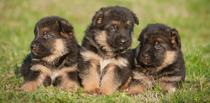 German Shepherd price range. German Shepherd dog puppies for sale price