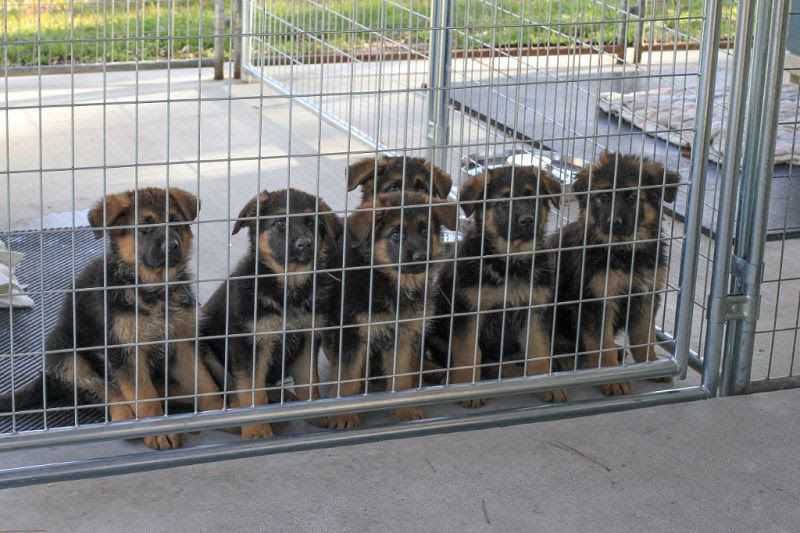 German Shepherd price range. German Shepherd dog puppies for sale price