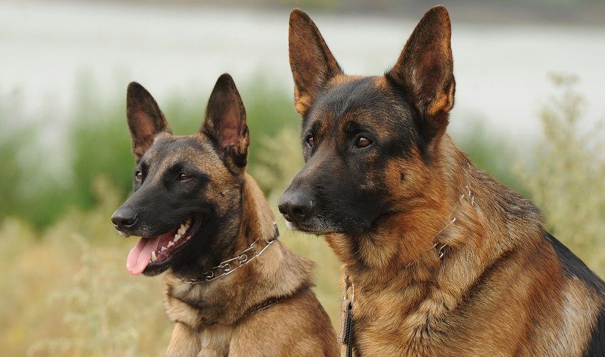 German Shepherd versus Belgian Shepherd Comparison