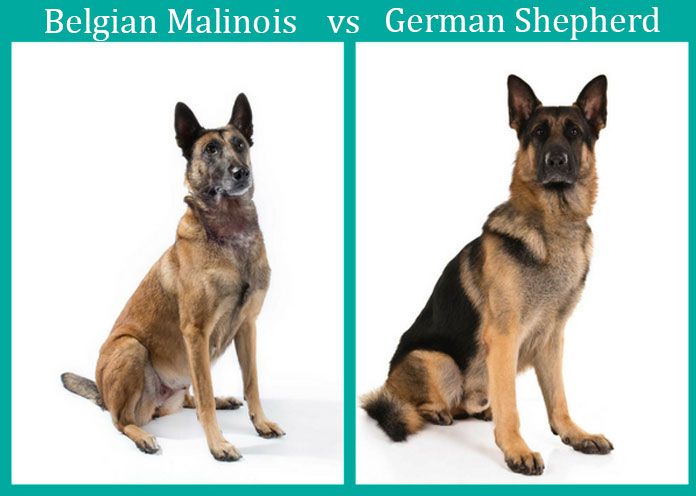 German Shepherd versus Belgian Shepherd Comparison