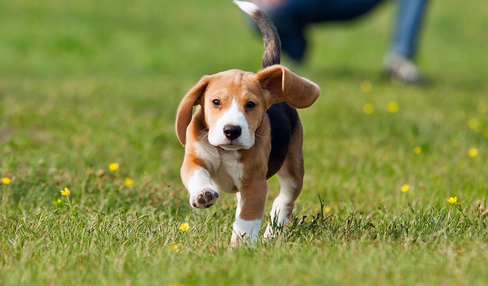 How Fast Do Beagle Puppies Grow?