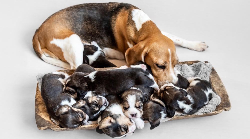 How Fast Do Beagle Puppies Grow