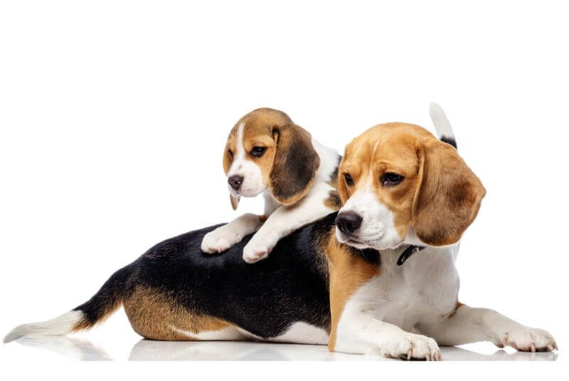 How Fast Do Beagle Puppies Grow