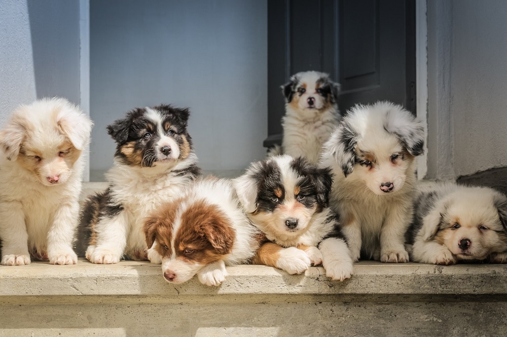 How Long Should Puppies Stay with Mom?