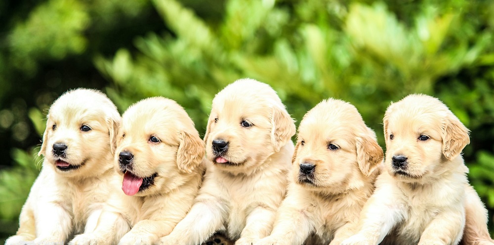 How Long Should Puppies Stay with Mom?