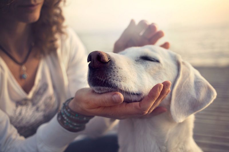 How Much CBD Oil Can I Give My Dog? A Guide to Dosage