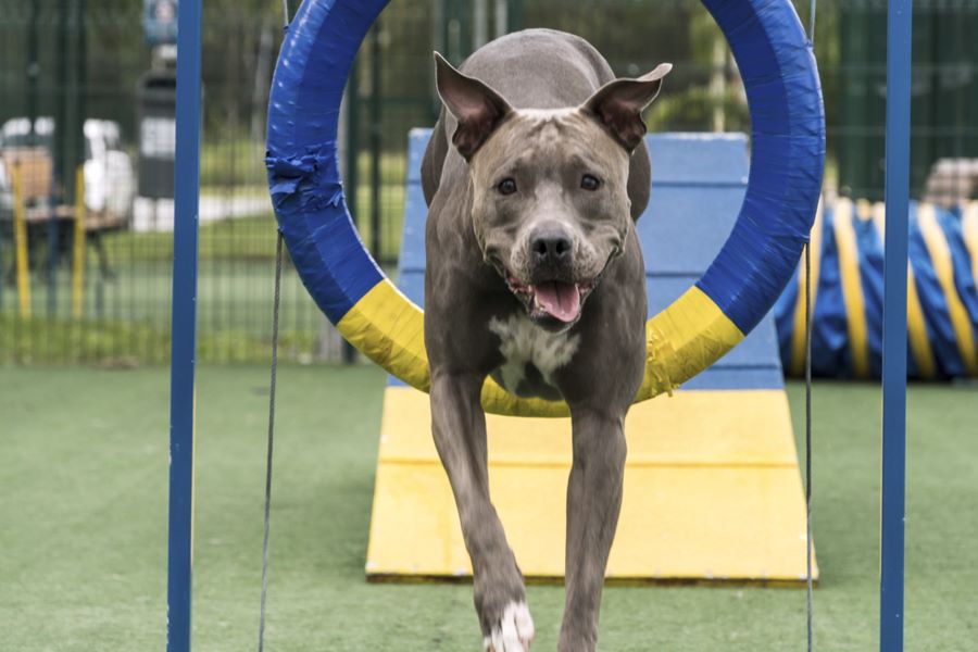 How Much Exercise Does a Pitbull Need?