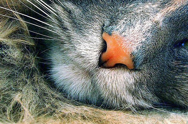 Cat’s nose is sensitive to smell