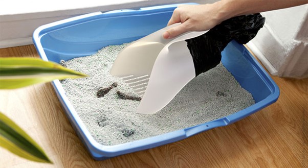 How Often To Change Cat Litter? Time To Know The Answer