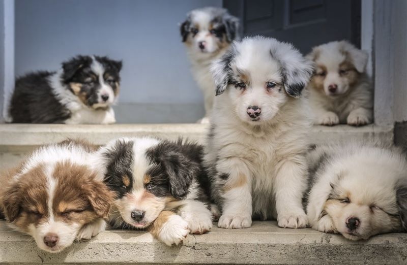 How To Sign Up To A Registered Breeder Club