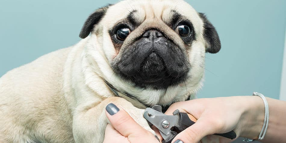 How To Trim Pugs Nails And Why You Need To