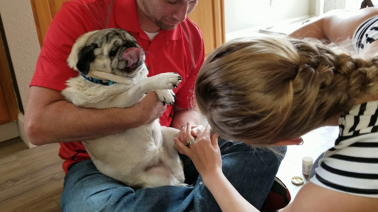 How To Trim Pugs Nails And Why You Need To