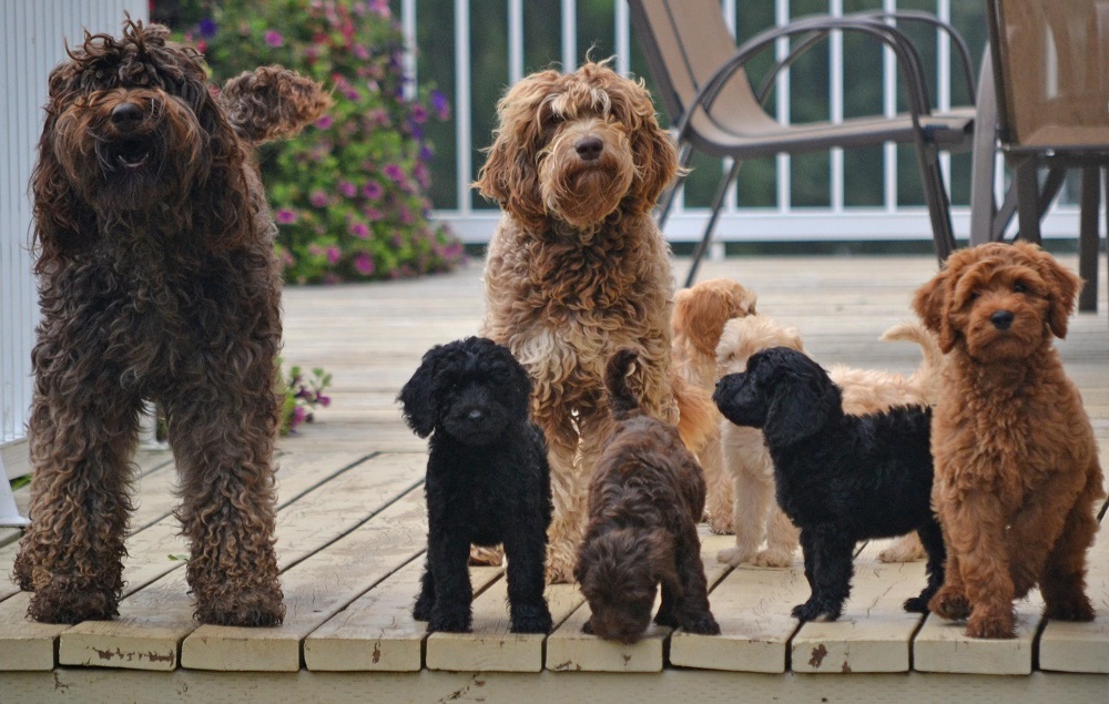 How to Find the Right Australian Labradoodle Breeders