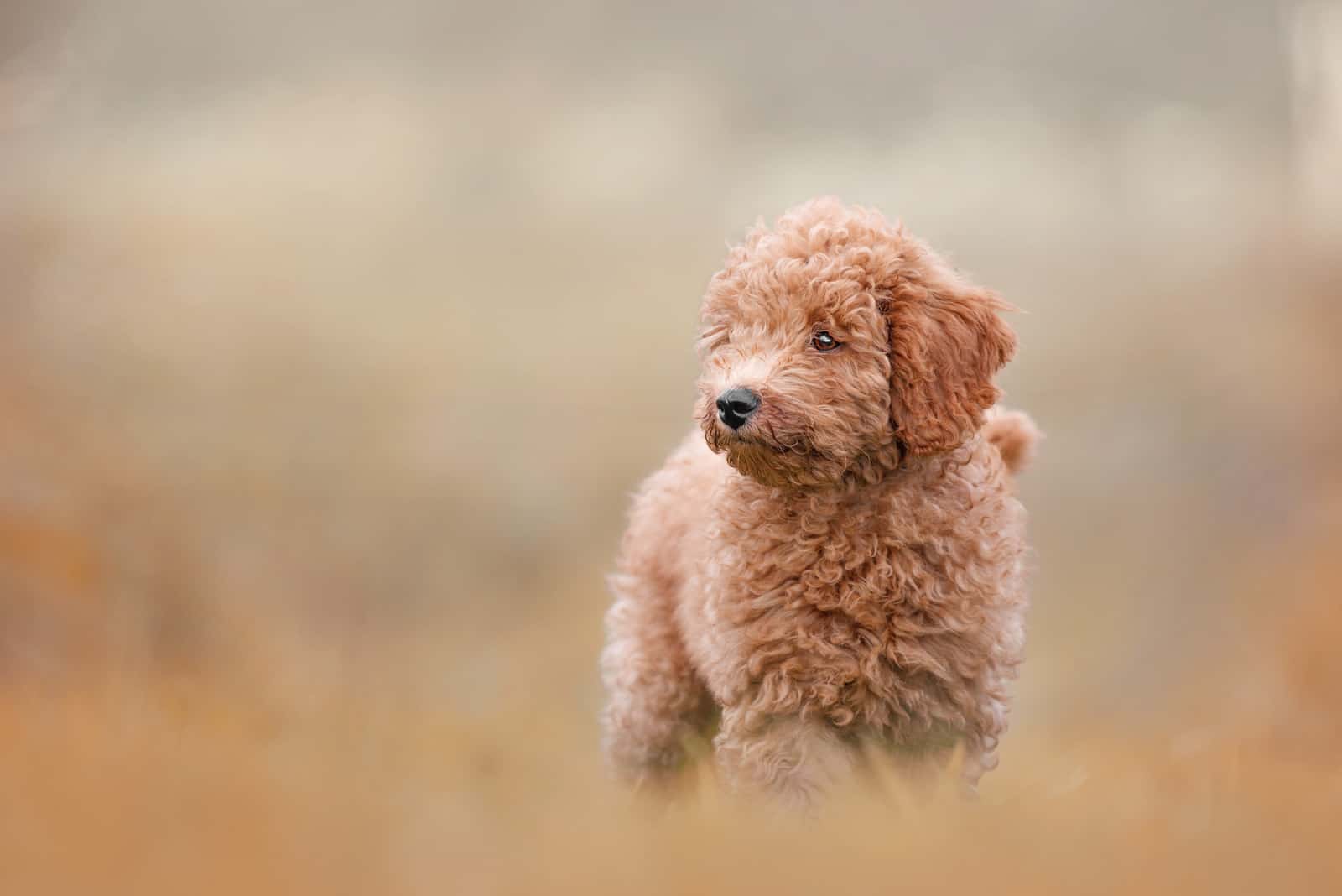 How to Find the Right Australian Labradoodle Breeders