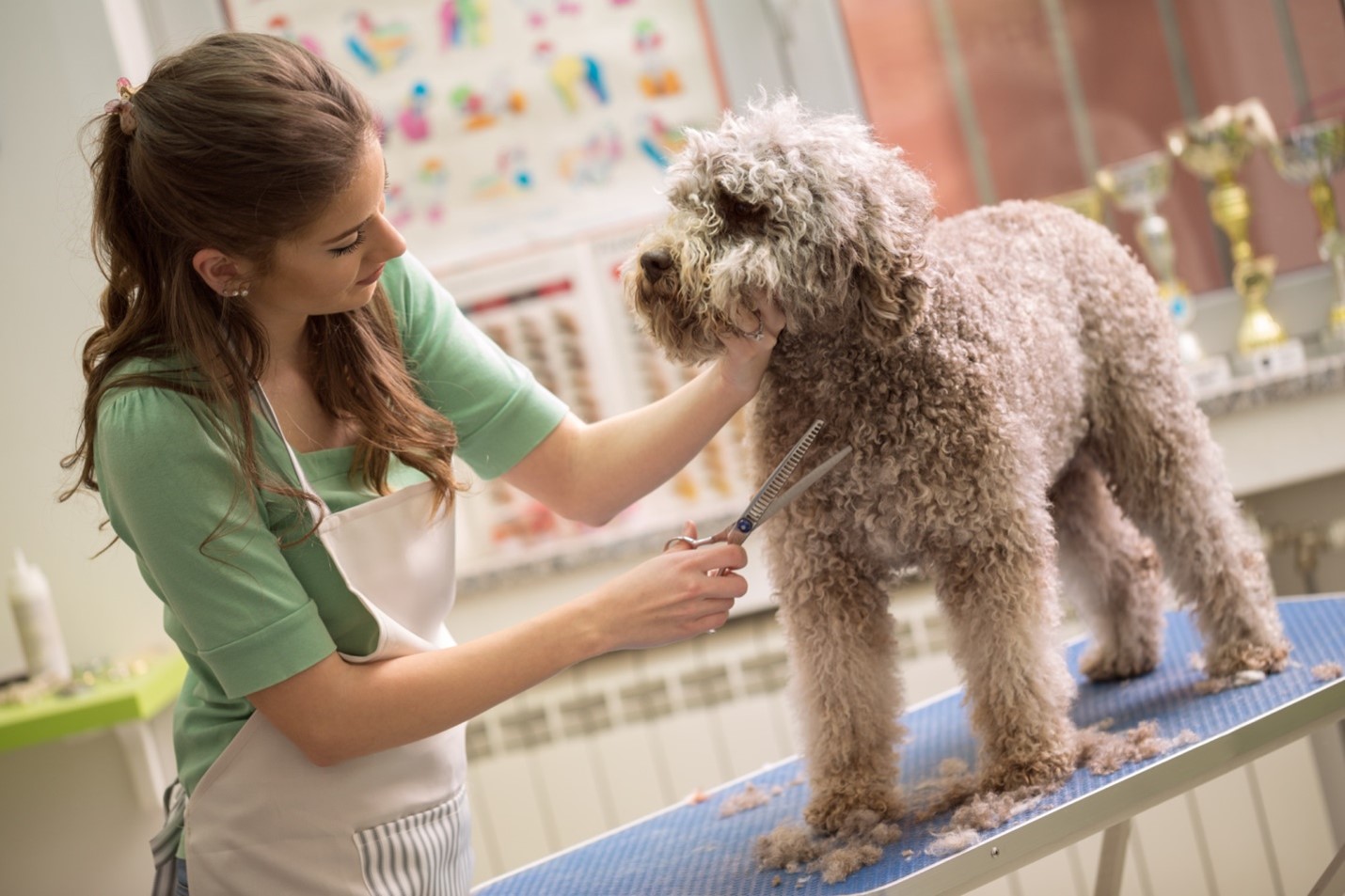 Tips for Grooming Short Haired How to Groom Your Dog at Home