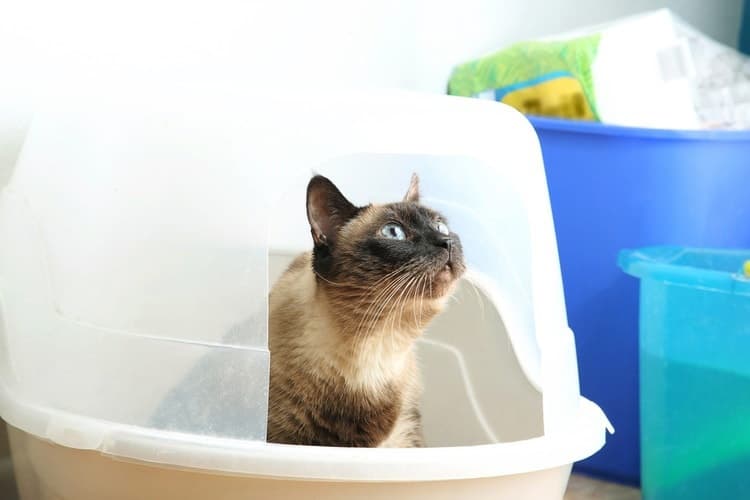How to Keep Cat's Litter Box Appealing and Clean