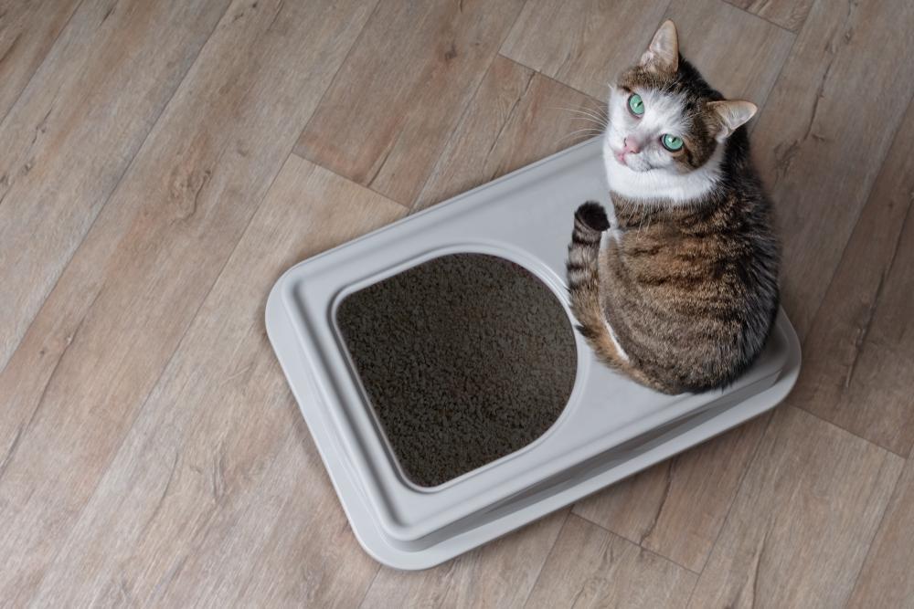 How to Keep Cat's Litter Box Appealing and Clean