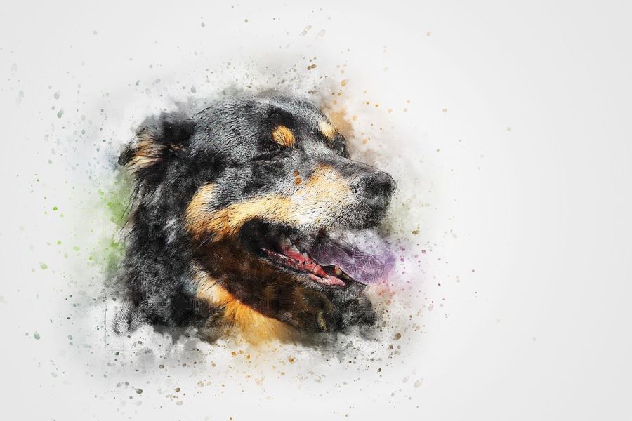 How to Make a Portrait of Your Pet Online