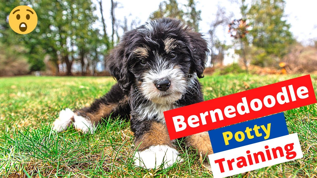 How to Potty Train a Bernedoodle Puppy?