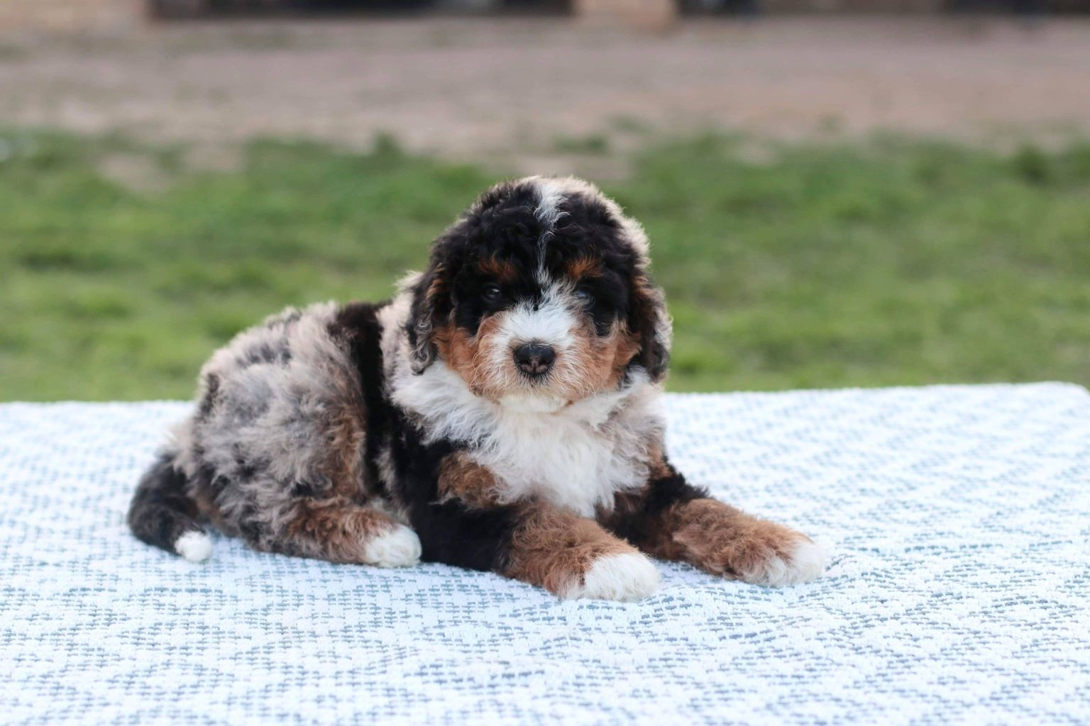 How to Potty Train a Bernedoodle Puppy?