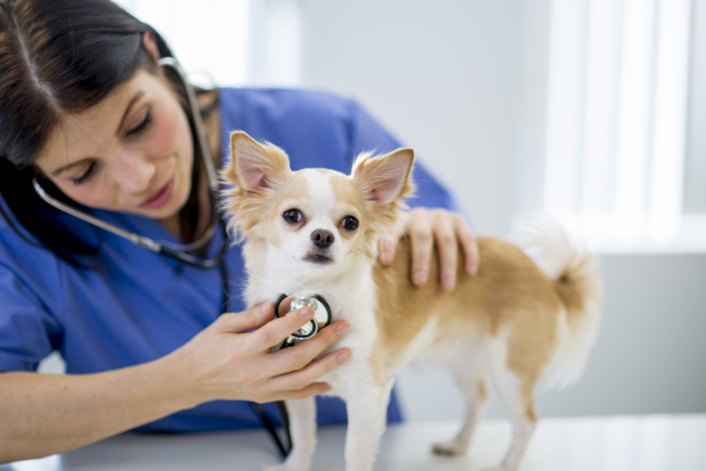 How to Protect Your Dog with Pet Insurance