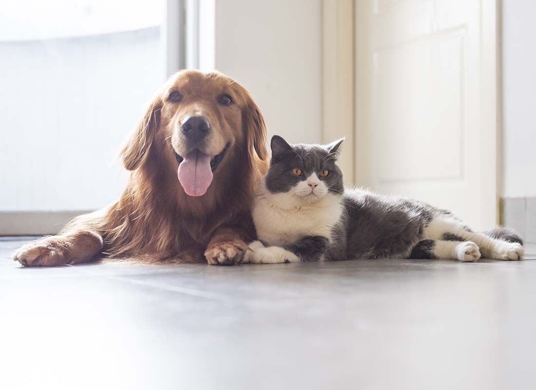 How to Protect Your Dog with Pet Insurance