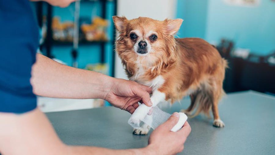 How to Protect Your Dog with Pet Insurance