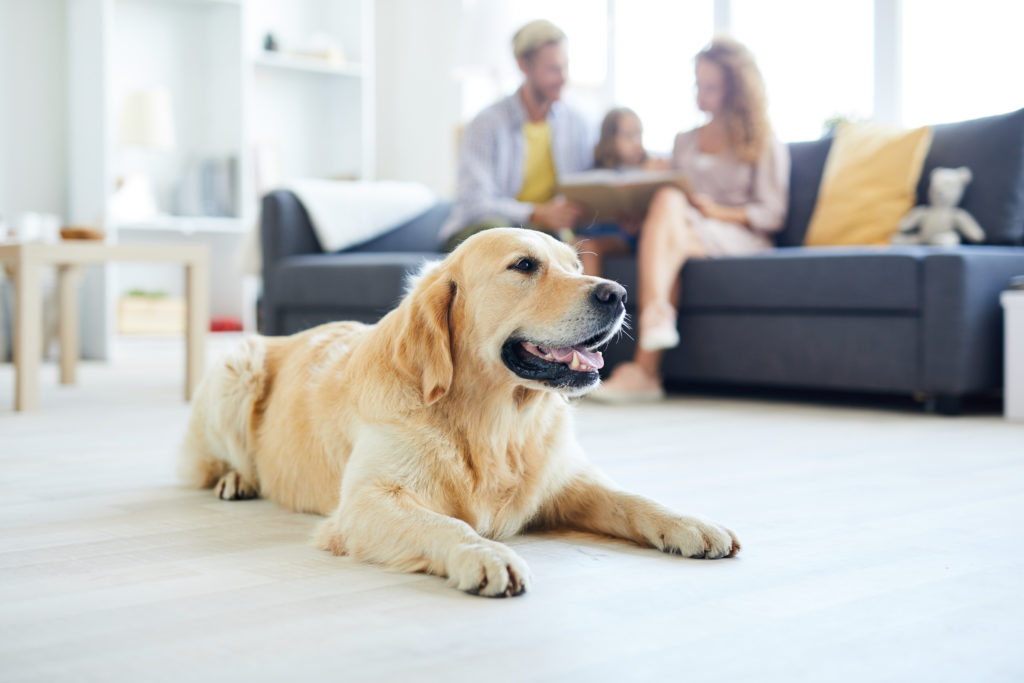 How to Rent a Pet-Friendly Home