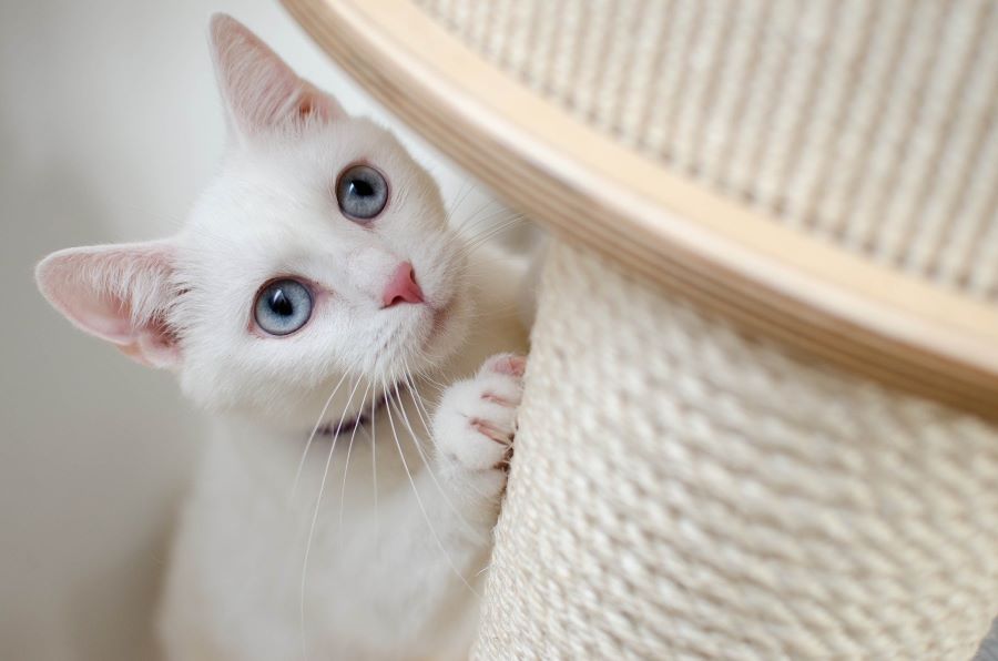 How to Stop Your Cats from Scratching Furniture?