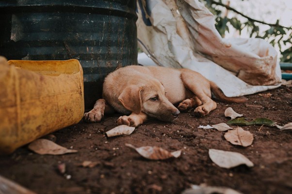 How to Stop Your Dog From Eating Their Own Poo