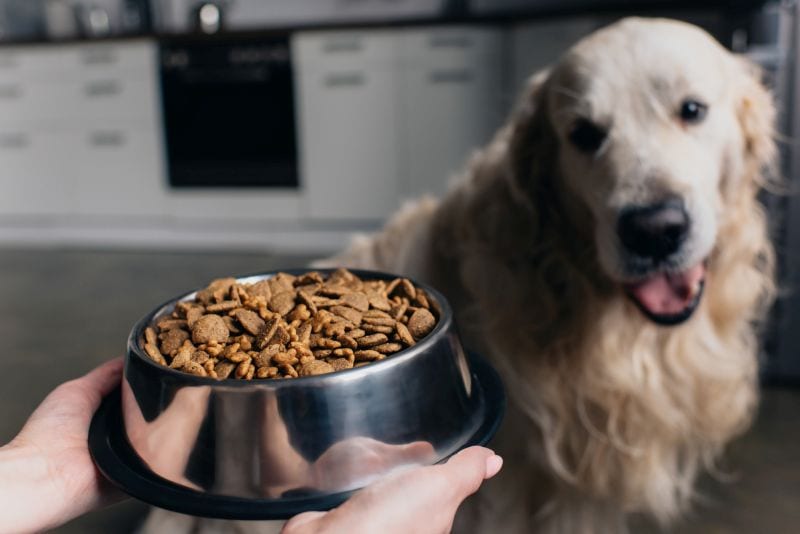 How to choose best dog food