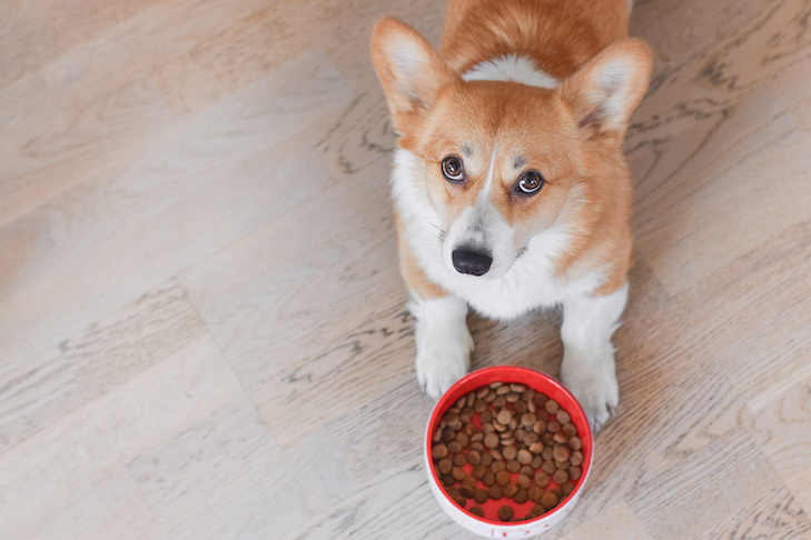 How to choose best dog food