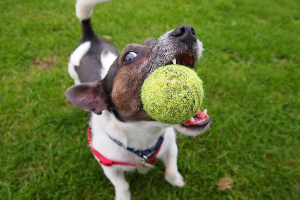 How to train Dogs to play with balls