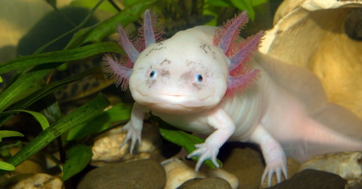 Is Your Axolotl Morphing? What Signs You Should Look Out For