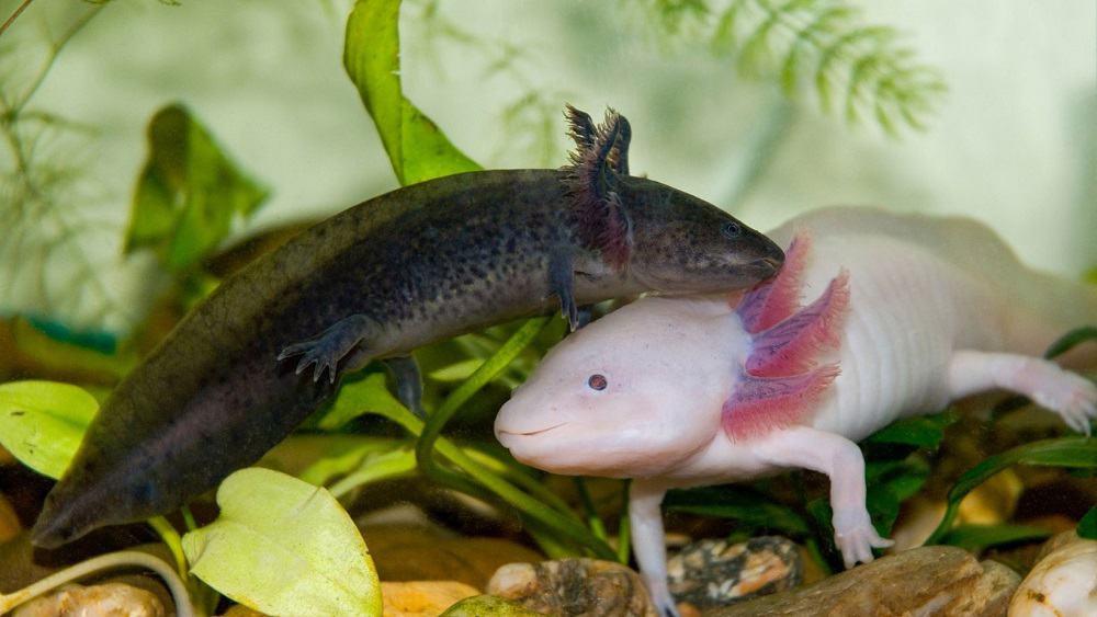 Is Your Axolotl Morphing? What Signs You Should Look Out For