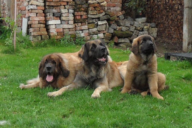 Leonberger price range. How much do Leonberger puppies for sale cost?