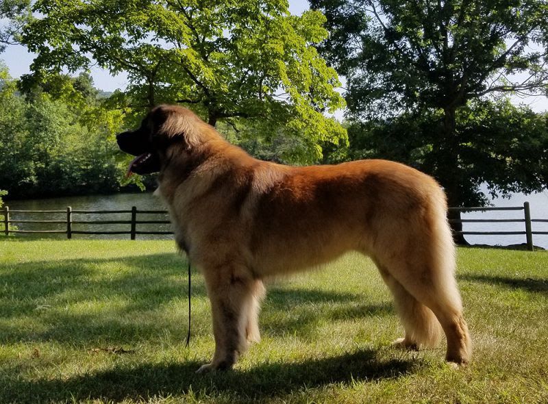 Leonberger price range. How much do Leonberger puppies for sale cost?