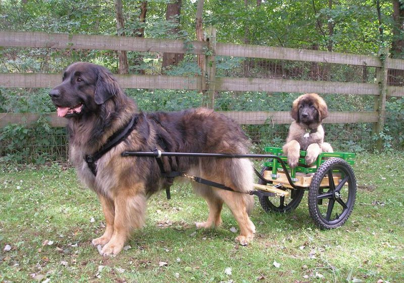 Leonberger price range. How much do Leonberger puppies for sale cost?