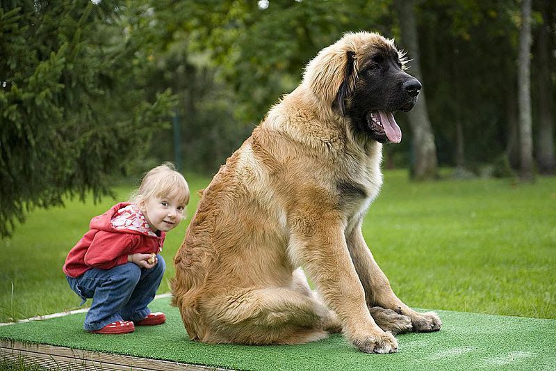 Leonberger price range. How much do Leonberger puppies for sale cost?